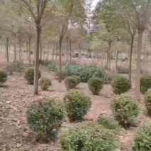 基地大量出售10-12公分大叶女贞