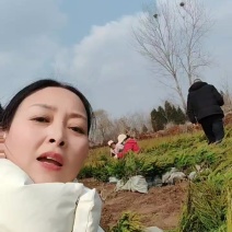 苗圃大量出售高度40-60厘米龙柏苗