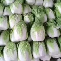 白菜