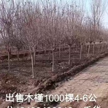 木槿