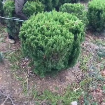 【精品】80冠龙柏球基地优质龙柏球批发大小规格齐全