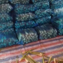 新鲜上市茭白