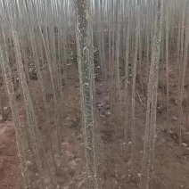 107杨树苗一手货源欢迎实地考察合作愉快