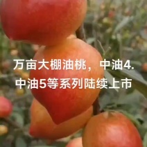 大油桃
