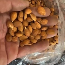 毛桃种子出芽率高颗颗饱满诚信商家质量保证