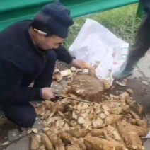 现挖现卖毛竹春笋红泥春笋一手货源现大量有货可视频