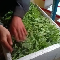 豌豆苗