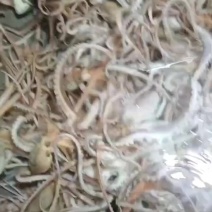 八爪鱼鲜活发货，要货请联系老板报当天的行情价格，确定物流