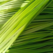 商丘本地精品白帽蒜苔上市需要的老板欢迎下单