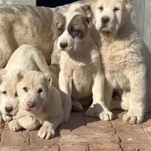 中亚牧羊犬