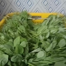 豌豆苗