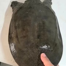 汉寿生态甲鱼