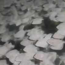 多宝鱼。比目鱼，鲜活发货，海鲜物流运输，