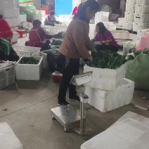 羽衣甘蓝基地全年直供