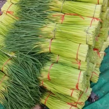 专业一件代发红帽蒜苔对接商超市场平台运营主播