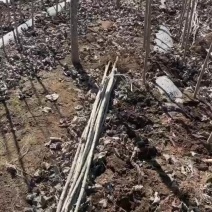 107杨树苗一手货源需要联系