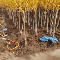 基地大量出售4-10公分金枝槐