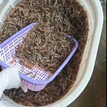 非常漂亮的新鲜河虾