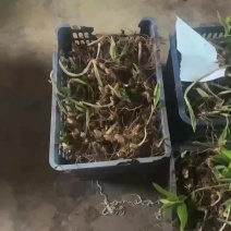 多花姜型