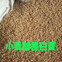 都是好麦子