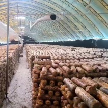 香菇基地，对接全国，鲜货，干货，***********吕老板