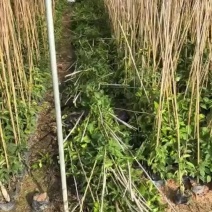 炮仗花20-2米高