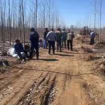107杨树苗大量一手货源需要联系
