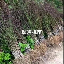 鹰嘴桃苗