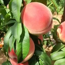 山东沂蒙山优质红桃基地，品种多，质量好，**货！