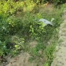阳光一号桔柚苗
