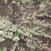 长寿市广西贺州改良山苍子木姜子山胡椒苗