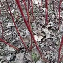 基地大量出售高度30-40厘米红瑞木