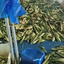 精品茭白，电商茭白