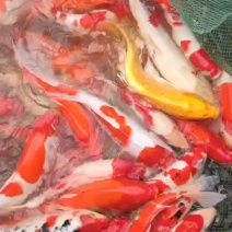 锦鲤鱼苗，全国发货。