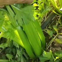 西芹