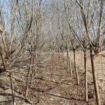 4公分起步一级山桃苗