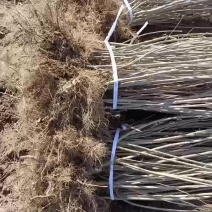 一米起步丁香苗，分枝多，冠大……