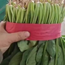 精品菠菜产地直供，对接超市批发市场，可视频看货全国发货