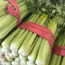 精品芹菜大量上市/质优价廉/对接档口批发市场超市等/全国