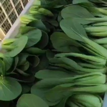 曹县油菜基地常年有货全国代办一条龙服务