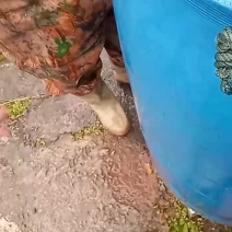 成品鲤苗