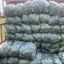 菠菜大量有货脱水菠菜