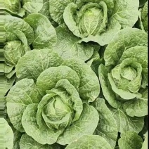 精品大白菜