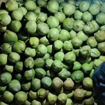 【推荐】海南精品椰子椰青产地现摘直发货源充足欢迎订购
