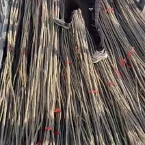 杨树苗107大量供应