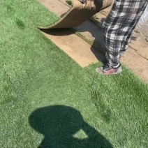 精品混播果岭草