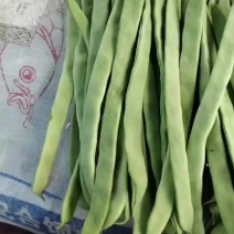 张家口豆角质量好品质高