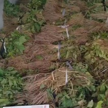 新拔桑树苗，品种齐全，够规格，够老身！