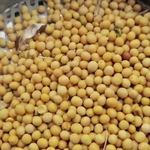 大豆，大量供货，市场加工厂，磨豆腐，打豆浆，全国发货