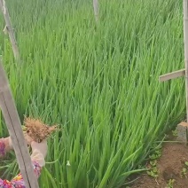 小葱